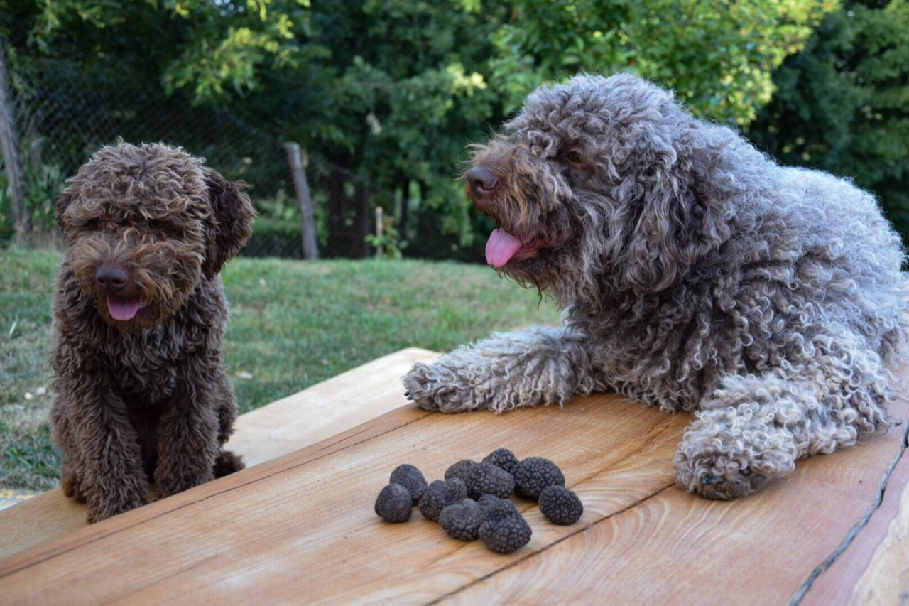 Guest House Lagotto'S Peak Radatovici Eksteriør billede